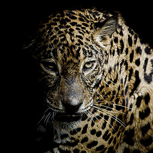 豹式肖像眼睛公园动物捕食者毛皮野生动物荒野猫科哺乳动物危险背景图片