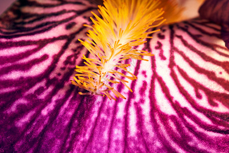 紫紫玫瑰花植物紫色花园植物群背景图片