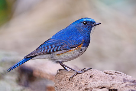 喜马拉雅男性动物野生动物鸟类蓝尾歌曲蓝色红鱼衬套荒野白色背景图片