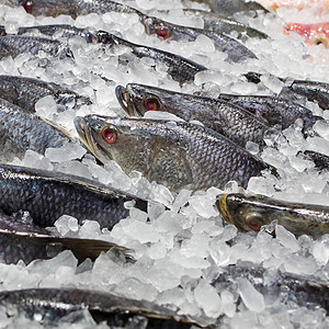 金鼠纳福鱼类市场上的冰上新鲜鱼金头动物店铺烹饪香菜水产钓鱼鱼片柠檬甲壳背景