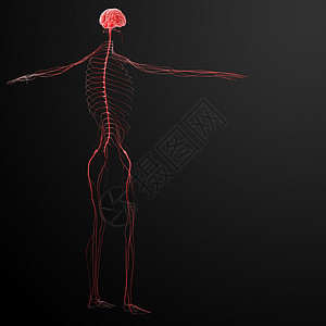 3d 3d 显示神经系统科学男性渲染黑色橙子神经插图男人生物学灰色背景图片
