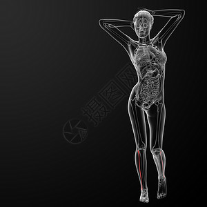 纤维骨x光红色医疗骨骼蓝色插图科学胫骨男性腓骨背景图片