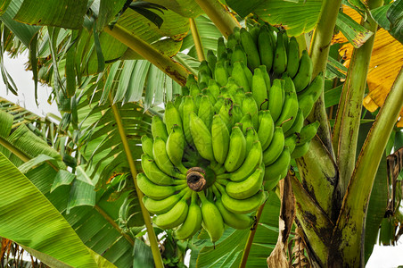 树上香蕉植物水果绿色农场棕榈生长背景图片
