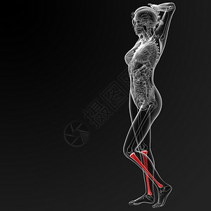 骨渲染医疗骨骼胫骨红色x光男性科学蓝色插图背景图片