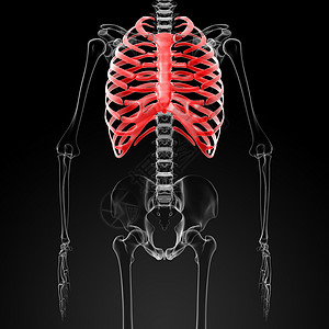 断肢黑色蓝色骨骼男性肋骨红色渲染医疗插图科学背景
