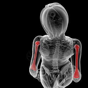 骨黑色蓝色红色医疗科学男性渲染x光肱骨插图背景图片