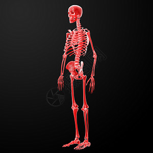 3d 显示骨架的插图x光生物学蓝色身体黑色科学解剖学骨头手指骨骼背景图片