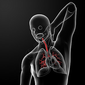 烟花渲染支气管胸部身体插图器官蓝色解剖学气道生物学背景图片