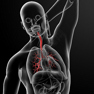 烟花支气管科学树干胸部蓝色气管男性生物学解剖学身体背景图片