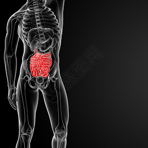 小肠渲染插图科学器官蓝色胸部男性生物学健康解剖学背景图片