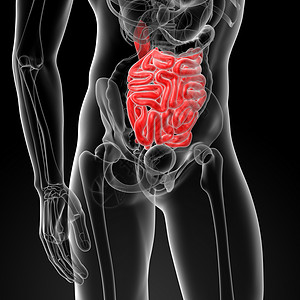 小肠科学解剖学健康胸部渲染男人插图器官男性身体背景图片