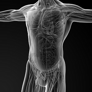 躯干男性解剖风湿病肋骨髂骨生物学身体科学命脉骨头脊柱器官背景