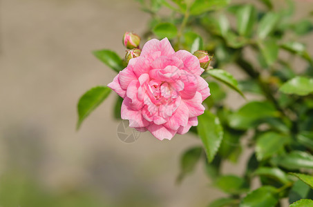 粉红玫瑰花植物群植物玫瑰叶子园艺花瓣树叶花园绿色粉色背景图片