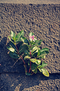 艰难的处境纳哈拉朗胡斯玫瑰花医学草本植物玫瑰植物意志灌木处境春花观赏玫瑰色背景