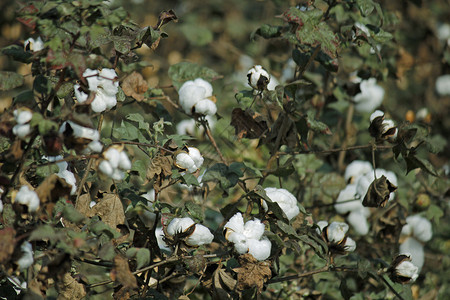 短柄棉花田灌木工业农场皮棉花朵紫色植物场地纺织胶囊背景