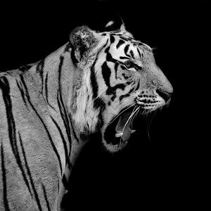 黑白虎动物哺乳动物荒野生活捕食者眼睛豹属黑色动物园条纹背景图片