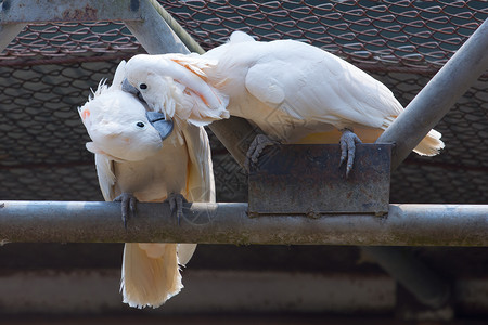 两只白鹦鹉一起亲吻高清图片