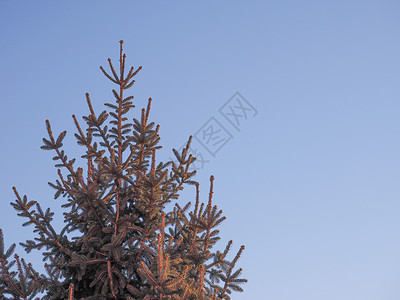 松树蓝色植被针叶植物群天空植物松属背景图片