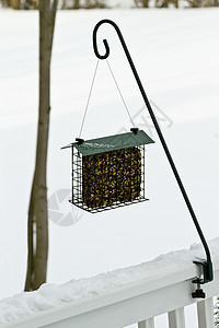 寒冷的寒冬下雪时鸟儿需要食物高清图片