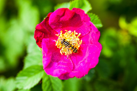 沙泥蜂属粉红色花朵 有授粉蜂昆虫施肥香气草药植物蜂蜜雌蕊花园花粉花蜜背景