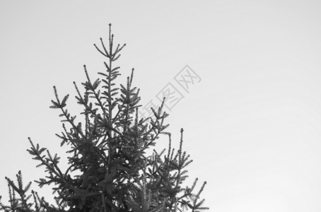 松树针叶植被天空松属植物植物群背景图片