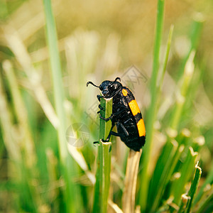 黄黑草昆虫黄色漏洞黑色绿色背景图片
