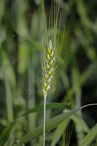 田间小麦种植人类作物食物场地农场健康饮食农业密封谷物粮食背景图片