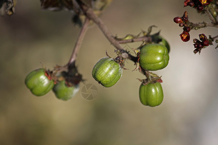 团簇龙纹麻疯树有毒的水果高清图片