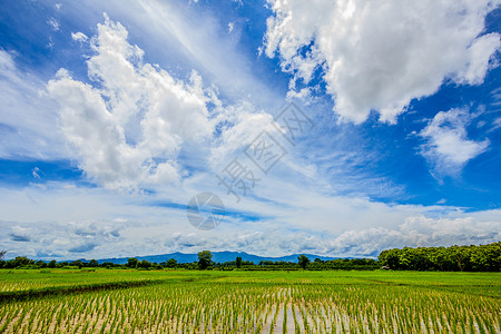 蓝色的天空和云彩下方有稻田 泰国背景图片
