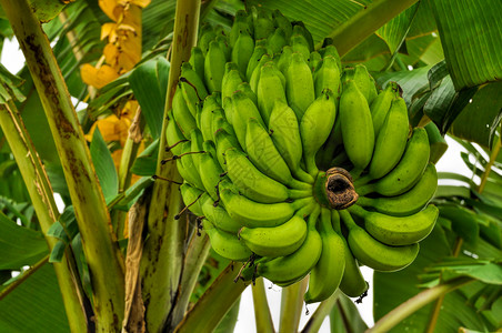树上香蕉水果植物棕榈农场生长绿色背景图片