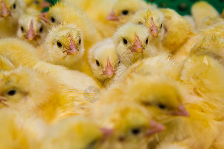 新孵小鸡黄色孵化器农场动物家禽鸟类农业孵化孵化场高清图片