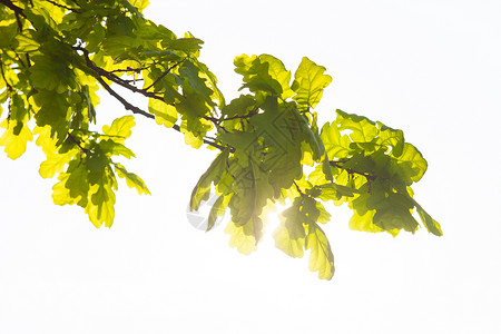 阳光下橡树的绿枝叶背景图片