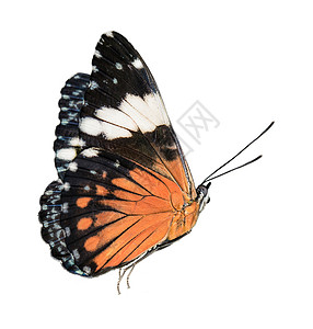 隔离的黑蝴蝶和橙蝴蝶背景图片