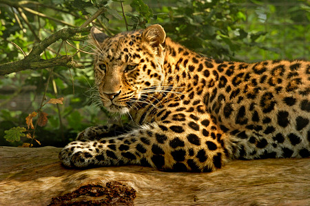 阿穆尔豹豹荒野哺乳动物野生动物动物背景图片
