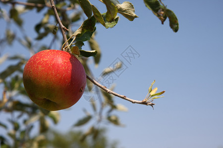苹果果园村庄农业红色花园香气食物乡村农家乐背景图片