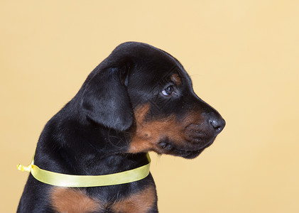 黄色带黄色的小狗 在黄色背景上生长猎犬动物哺乳动物短毛宠物丝带背景图片