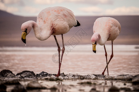 安第斯动物群在湖边饮用的火烈鸟背景