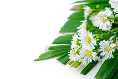 黛西雏菊黄色框架植物洋甘菊白色花瓣背景图片