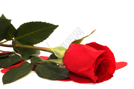 玫瑰和心礼物白色卡片红色热情背景图片