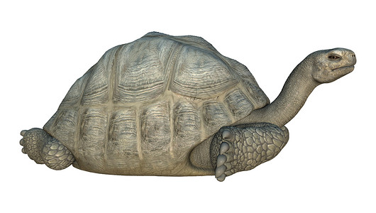 加拉帕戈斯巨龟休息慢的高清图片