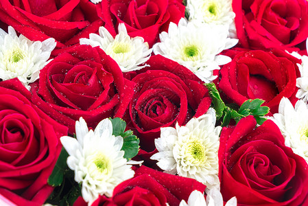 玫瑰和康乃馨 情人节礼物红色展示花瓣绿色白色庆典花朵背景图片