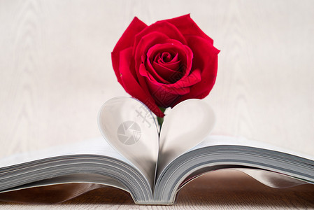 玫瑰放在书页上的书页 弯曲成心形花瓣红色花束小说文学婚礼图书白色婚姻页数背景图片