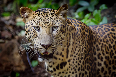 豹眼睛紧贴的豹形近视肖像哺乳动物猫科猎人动物荒野水平食肉野生动物力量捕食者背景