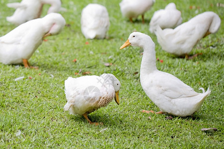 吃鸭子公园里的一群鸭子和鹅蹼状农场羽毛野生动物白色翅膀农业鹅群动物家禽背景