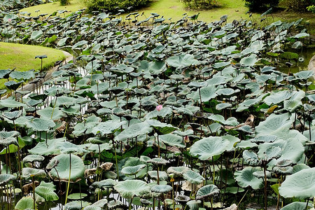 水百里表面池塘神社植物荷花花园睡莲水生植物疏水绿色背景