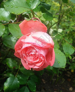 粉红玫瑰粉色绿色雨滴背景图片