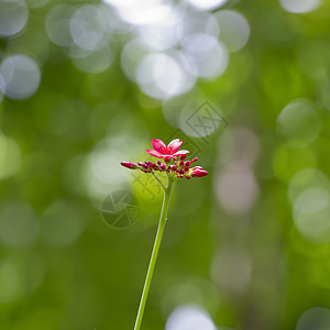 粉红小花植物群枝条念珠红色灌木孤独花瓣植物衬套生长背景图片