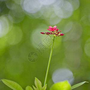 粉红小花衬套灌木玫瑰花瓣孤独枝条植物粉色绿色红色背景图片