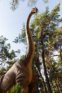 Diplodocus 食草恐龙行走林图片