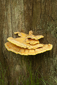 Laetiporus 硫磺橡木蘑菇黄色植物宏观食物蔬菜寄生虫背景图片